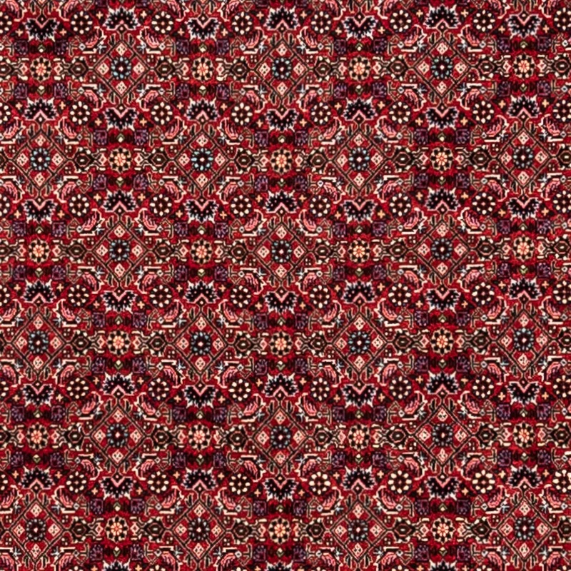 Perserteppich - Bidjar - Royal 252 x 337 cm - rot