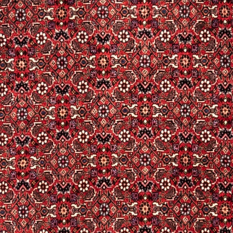 Perserteppich - Bidjar - Royal 253 x 345 cm - rot